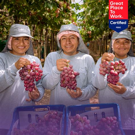 Aumenta exportación de uvas peruanas en campaña 2018 2019 Beta