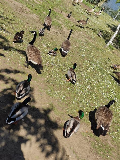 Service Schedule for the 22 Rotherham to Wath Bus Route 14