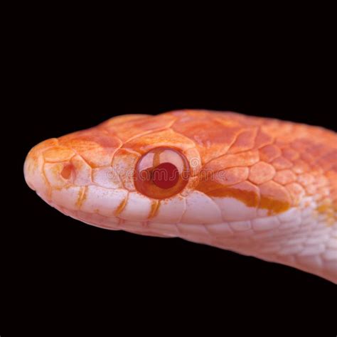 Amel Motley Corn Snake Stock Photo Image Of Black Figure 35168618