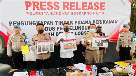 Polisi Gagalkan Penyelundupan Benih Lobster Senilai Rp Miliar