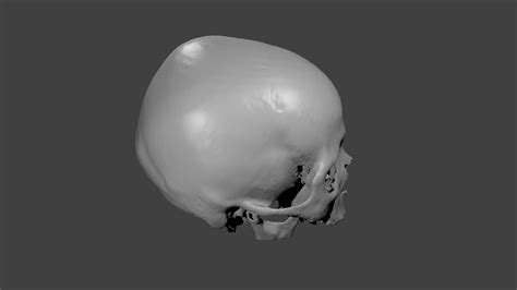 Skull Female Age 78 Free 3d Model Cgtrader