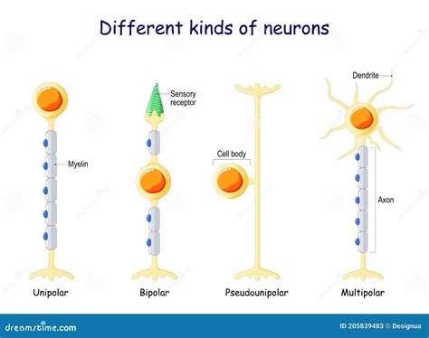 Diferentes Tipos De Neuronas Tipos De Neuronas Ilustración Del Vector