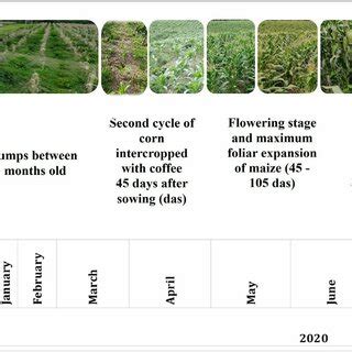 Diagram of the phenological stages of the crops. | Download Scientific ...