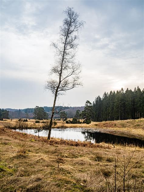 Velling Skov