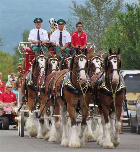 Budweiser Clydesdales by BountyHunterMacko on DeviantArt