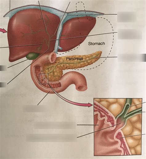 Structure Of The Accessory Digestive Organs Part Diagram Quizlet