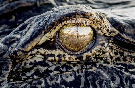 Close eye an Alligator | Free Photo - rawpixel