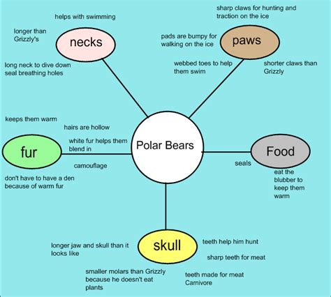 3 Adaptations Of A Polar Bear - Animals