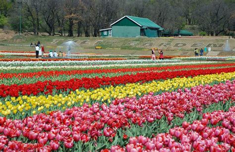 Tulip Garden - Grow-Trees Blog