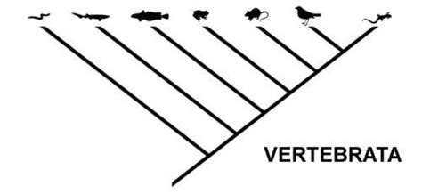 twd article basic taxonomy