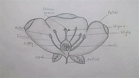 HOW TO DRAW Easy STRUCTURE OF A FLOWER/ PARTS OF FLOWER /Diagram ...