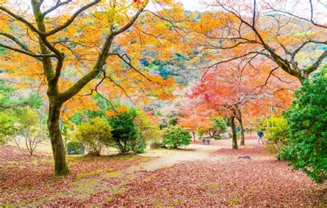 Wallpaper Autumn Forest Leaves Trees Park Colorful Forest