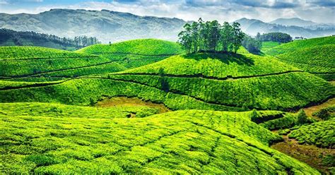 15 Captivating Munnar Tourist Places You Must Visit