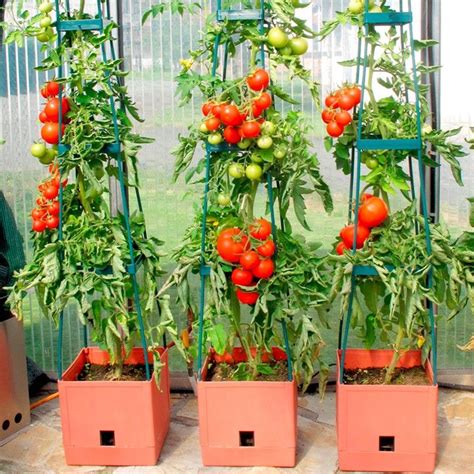 Dicas De Como Plantar E Cultivar Tomates Horta Em Casa Al M Disso