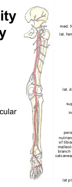 Diagram Lower Extremity Blood Supply 2 Diagram Quizlet