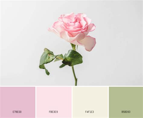 Rose - Pastel Color Palettes