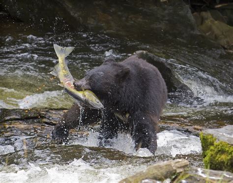 Fishing Coeur d'Alene Idaho Enjoy CDA