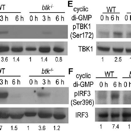 BTK Deficiency Impairs STING Mediated TBK1 And IRF3 Activation