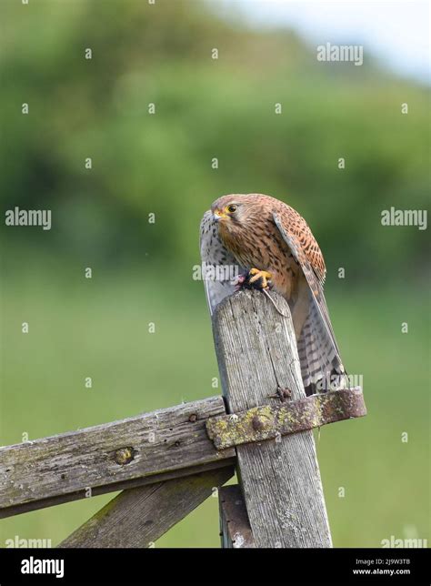 Female Kestrel With Mouse On An Old Gate Post Falco Tinnunculus York