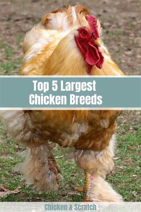 Top Largest Chicken Breeds Also Laying Largest Eggs