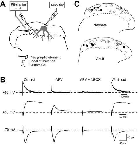 Recording From Superficial Dorsal Horn Neurons And Application Of Focal