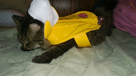 I put my Cat in a Banana Costume (10 Pics of my Cat in Banana Costume) | Halloween | Cat ...