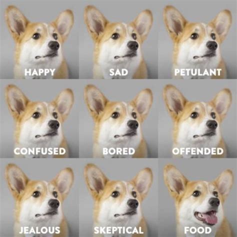 15 Hilarious Corgi Memes Will Make Your Day | PetPress Funny Animal ...