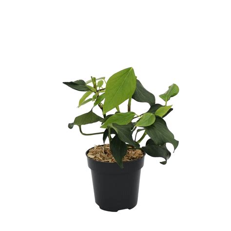 Hedera | Bloemen Young Plants