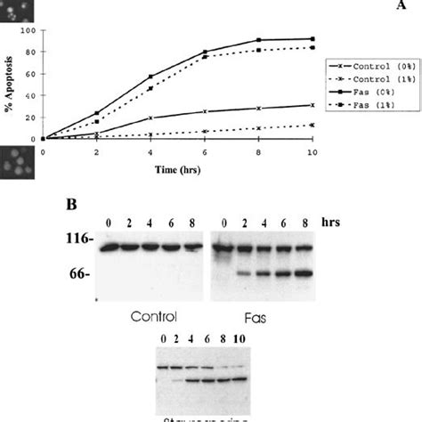 Apoptosis Of Jurkat Cells And Cleavage Of Satb1 A Cells Were