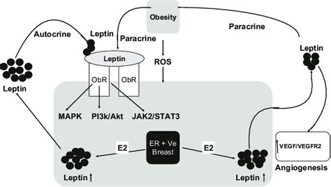 Schematic Representation Of Obesity Linked Leptin Signaling Pathways In