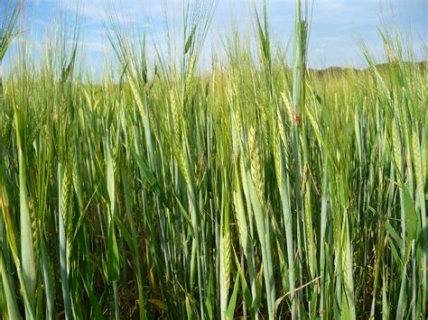 Orge Commune Hordeum Vulgare PictureThis