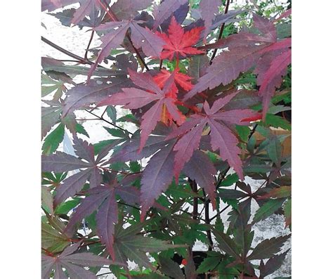 acer palmatum atropurpurea o arce japonés para mactas o jardín