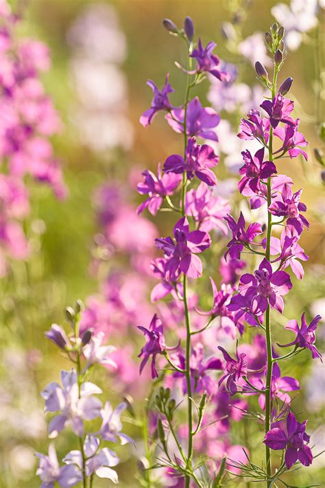 Larkspur Flower Delphinium 'Red Lark' PP29761 | Walters Gardens, Inc.