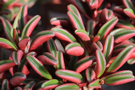 How to Grow and Care for Ruby Glow Peperomia | Gardener’s Path