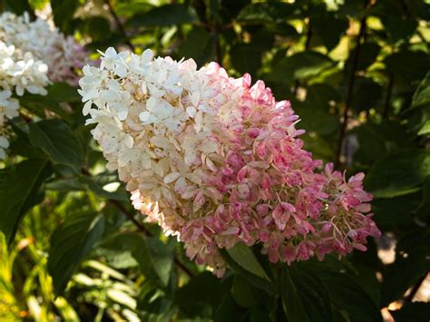 Hydrangea Paniculata Zinfin Doll Ww Panicle J Flickr