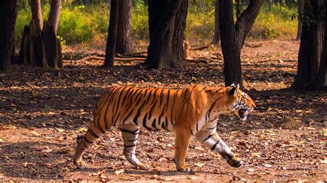madhya pradesh wildlife national parks tiger reserves wildlife