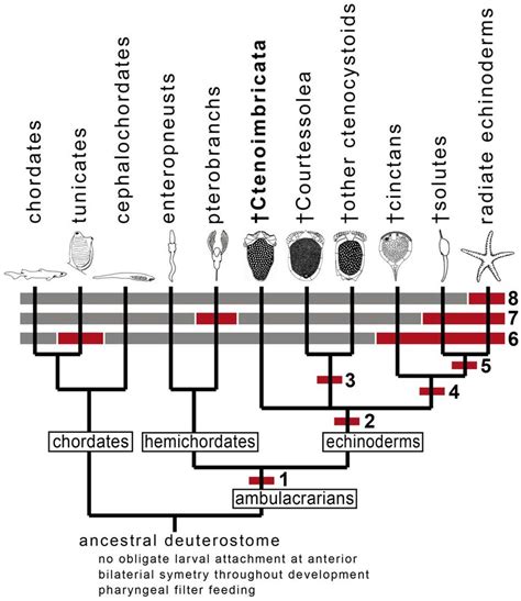 Cladogram showing some major events in deuterostome evolution.... | Download Scientific Diagram