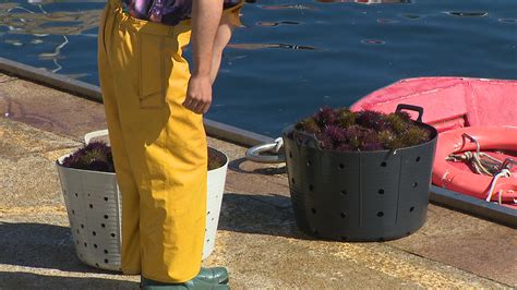 Remata a campaña do ourizo de mar en Bueu cun bo balance G24