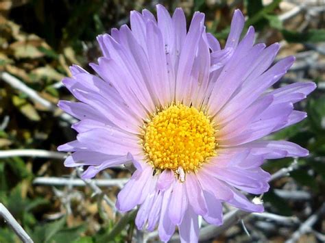 30 Mojave Desert Wildflowers Xylorhiza Tortifolia Wild Flowers