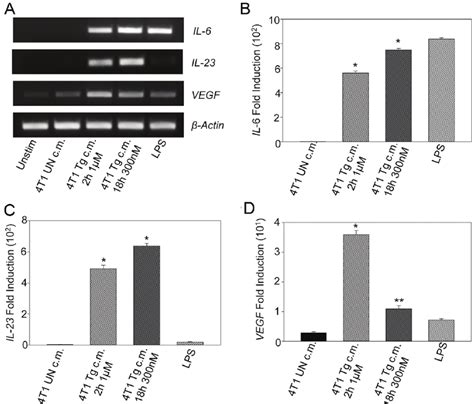 RAW 264 7 Macrophages Up Regulate Gene Expression Of Pro Inflammatory