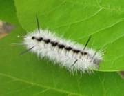 Hickory Tussock Moth : Forest Health & Monitoring: Maine Forest Service ...