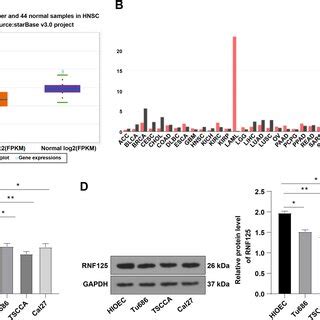 E Ubiquitin Ligase Rnf Suppresses Immune Escape In Head And Neck