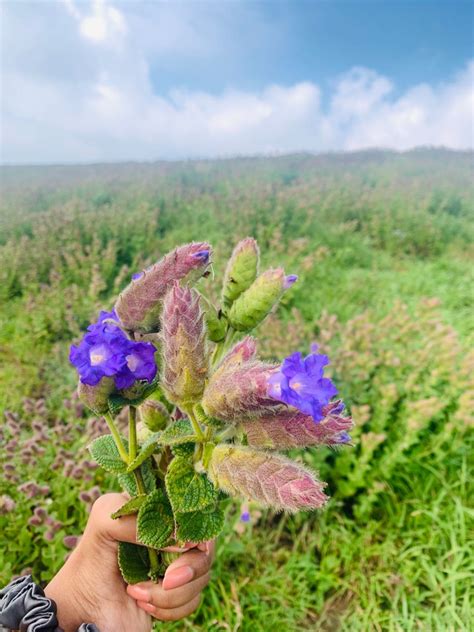 Neelakurinji Bloom Western Ghats The Creator