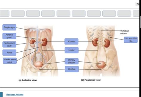 4 Urinary System A P II Chapter 25 LAB The Urinary System Mastering