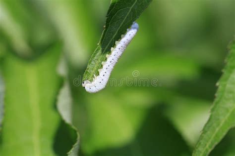 Dogwood Sawfly Larvae stock photo. Image of worm, damage - 56535790