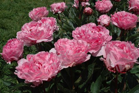 Herbaceous Peony Aps Gold Medal Winner Pietertje Vriend Wagenaar Hosted