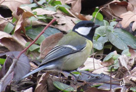 Büyük Baştankara Parus Major Evrim Ağacı