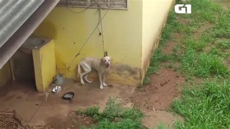 Cachorro vítima de maus tratos é resgatado após ficar amarrado em