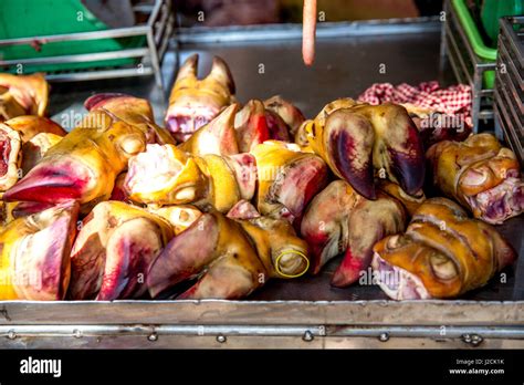 Mammals Of East Asia Hi Res Stock Photography And Images Alamy