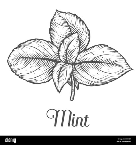 Mint Peppermint Fresh Herb Leaves Plant Vector Hand Drawn Stock Vector